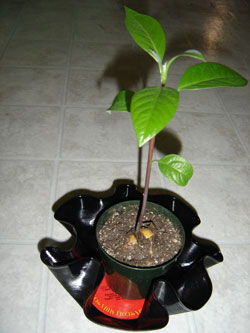 Vinyl Record Bowl