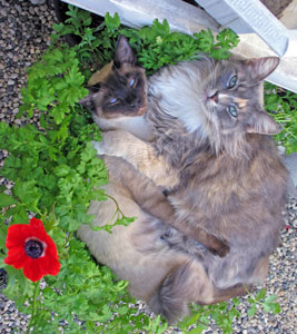 Beauty (Siamese) and Bon Bon (Calico)