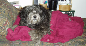 Cookie (Terrier/Poodle Mix)