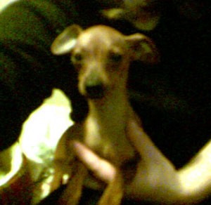 Min Pin or Chihuahua Mix?