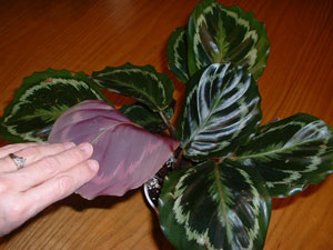 What is this plant? (Maranta leuconeura)