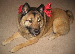Merry Christmas from Maggie