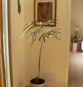 Another Houseplant to Identify