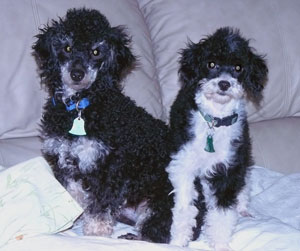 Puppies With Diarrhea