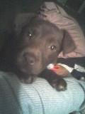How Can I Tell if My Dog is a Pit Bull?