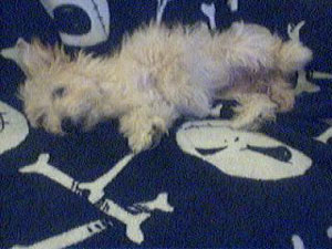 Taking Care of a Puppy with Parvo at Home