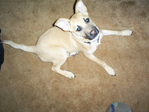 Is Our Puppy a German Shepherd Mix?