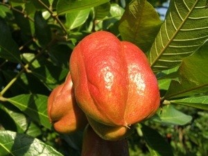 Unopened Akee