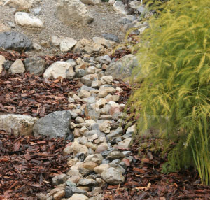 Growing an Asparagus Fern 
