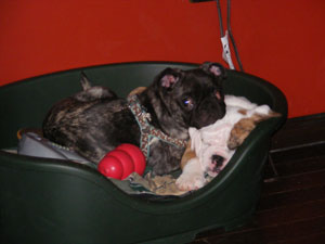 Potty Training Two Puppies at Once