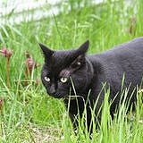 Cat Swallowing Food Kibbles Whole