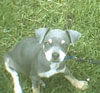 What Breed Is My Dog?