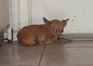 Helping Chihuahua Adjust to New Home
