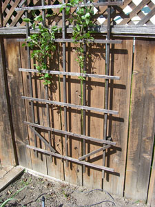Advice For Reviving A Clematis 