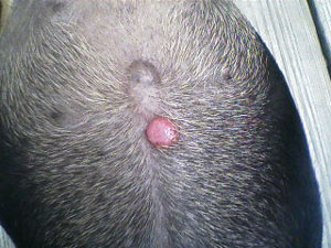 Strange Bump On Dachshund's Belly