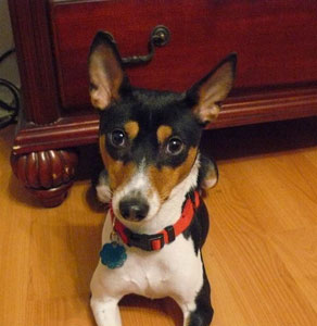 My Dog Is Afraid of Everything