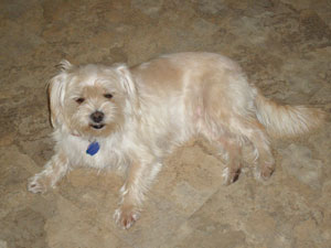Dog Stinks After Being Washed