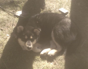 What Breed is My Dog? (Malamute Mix?)
