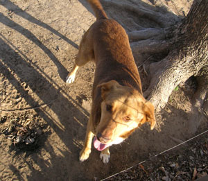 What Breed is My Dog? (Unknown)