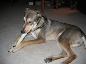 What breed is my dog?