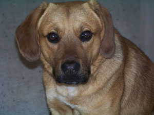 What breed is my dog?