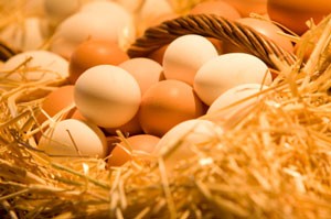 Raising Chickens For Eggs