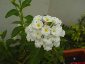 What is This Flower? (Lantana)