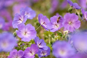 Growing Geranium Seeds