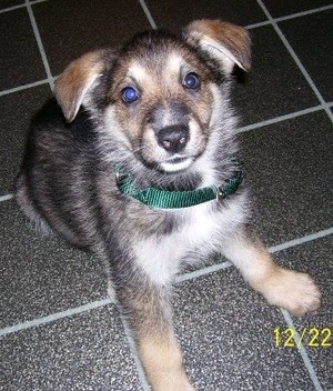 Training a German Shepherd/Husky Mix