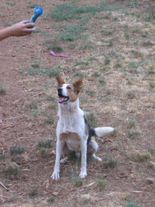 What Breed Is My Dog?