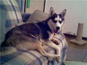 Housebreaking A Husky Mix
