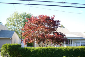 When Should We Trim Our Japanese Maple?