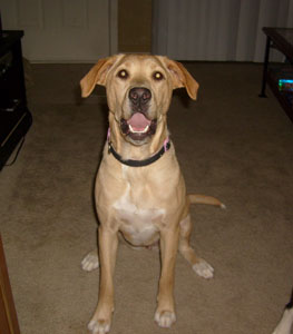What breed is my dog?
