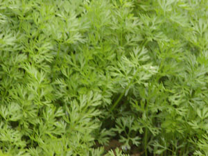 Is This Larkspur?