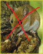 Getting Rid of Mice