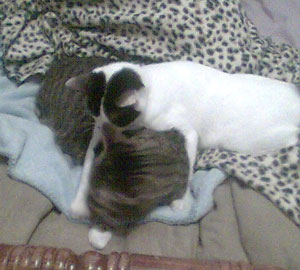Adult Cat Nursing on a Male Cat