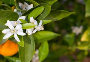 Orange Trees Not Producing Pollen