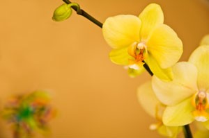 Caring for Orchids in the Winter