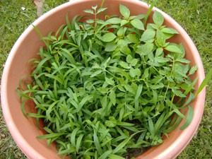What Is This Plant? (Mint And Tomatoes