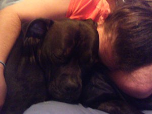 Dog Has Become Aggressive With Owner