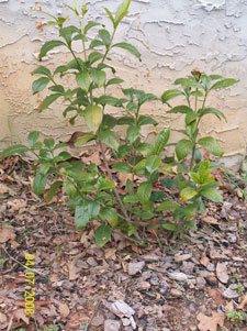 What is this plant?