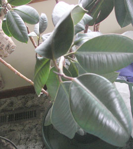 What Is This Plant? (Rubber Plant - Ficus Elastica)