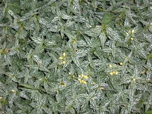 What Is This Plant?