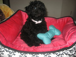 Training a Poodle