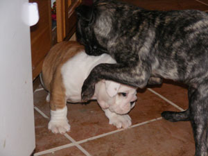 Puppy Aggressive with Other Puppy