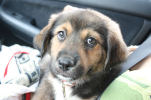 Puppy's Ears Don't Stand Up