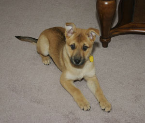 What Type of Dog Is This?