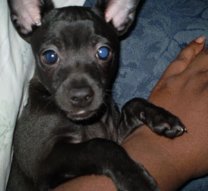 What Breed is My Dog? (Chihuahua Mix)