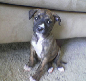 How Can I Tell if My Dog is a Pit Bull?