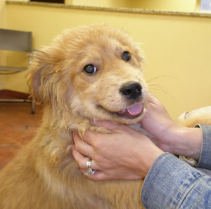 What Breed Is My Dog? (Golden Retriever Mix)